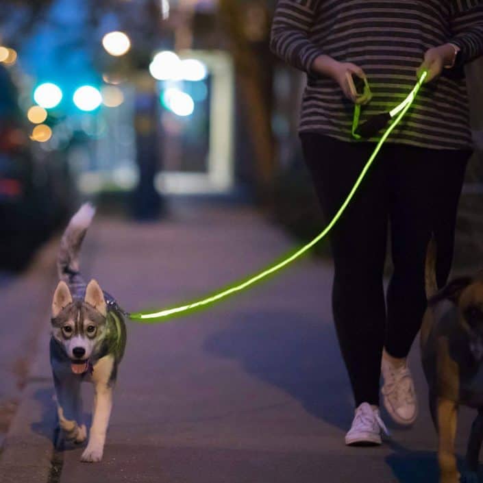 LED-Dog-Leash being worn by Dog