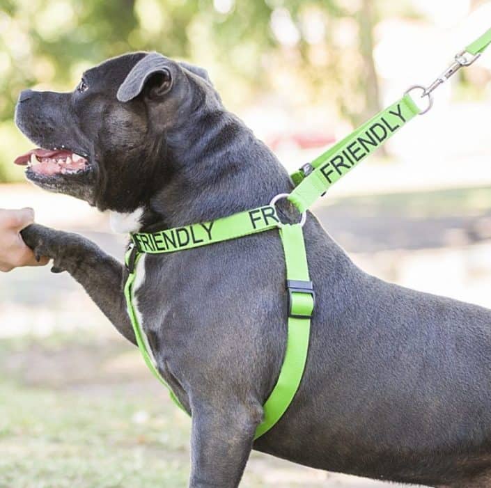 Color-Coded Dog Leashes