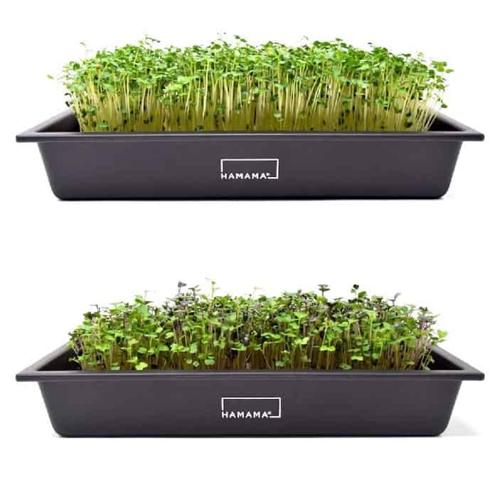 Hamama Microgreens Kit