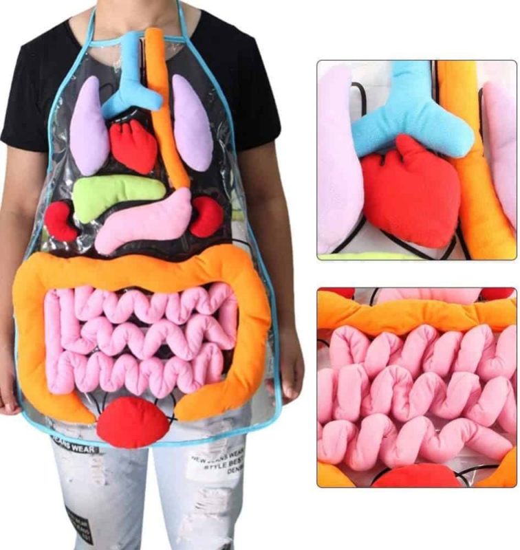 Body Organ Apron Educational Toy