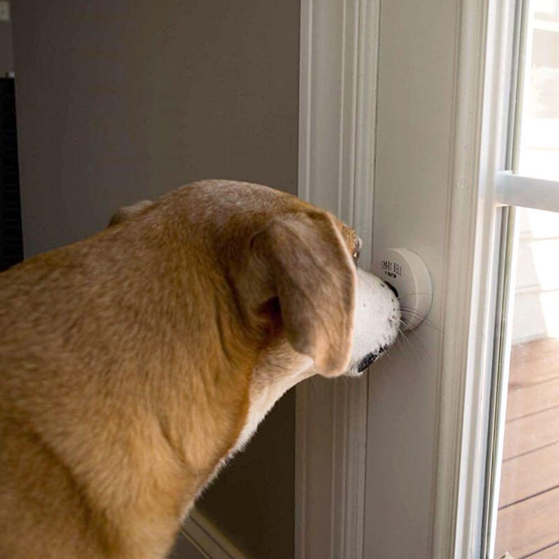 Dog Doorbell